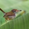Krejcirik sedy - Orthotomus ruficeps - Ashy Tailorbird o9713